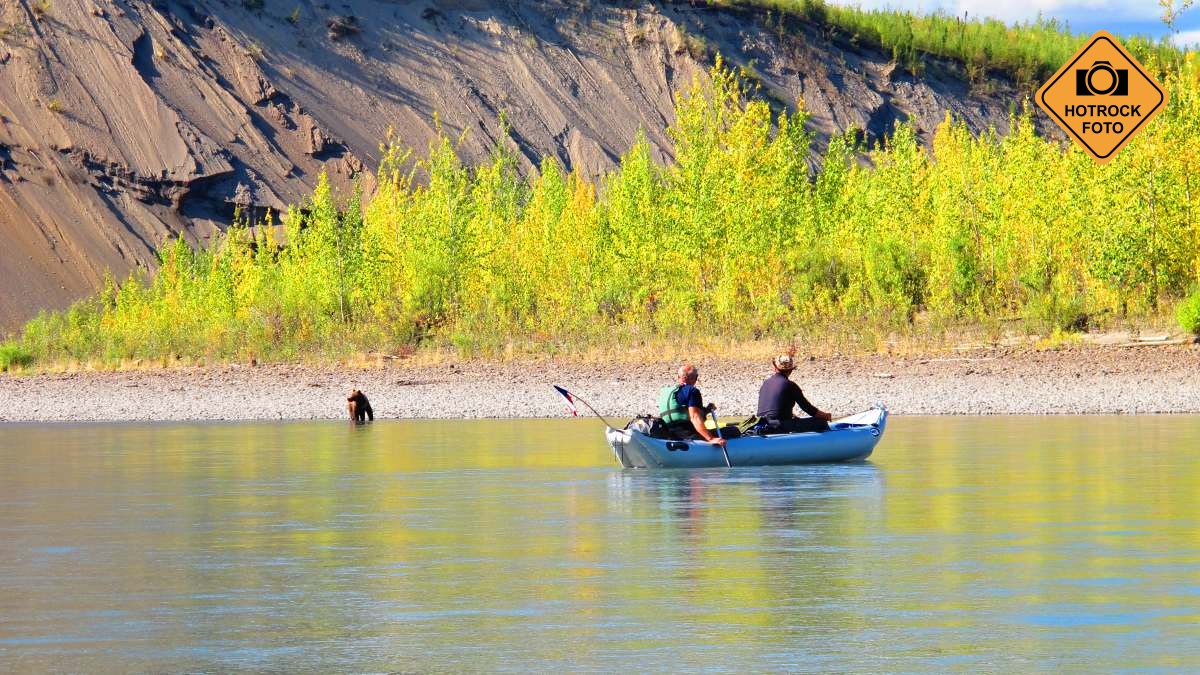 Na břehu řeky vidíme mladého grizzlyho