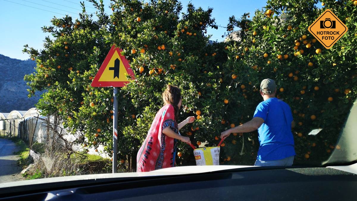 Zásoba pomerančů na cestu