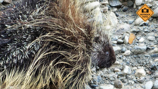 Vidíme na břehu dikobraza, naštěstí nemáme až tak velký hlad. Foto: Robert Kazík Vidíme na břehu dikobraza, naštěstí nemáme až tak velký hlad. Foto: Robert Kazík